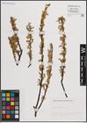 Foto von Salix eleagnos Scop.